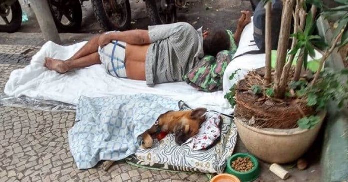 Homem em situação de rua improvisa caminha para cachorro e comove a web