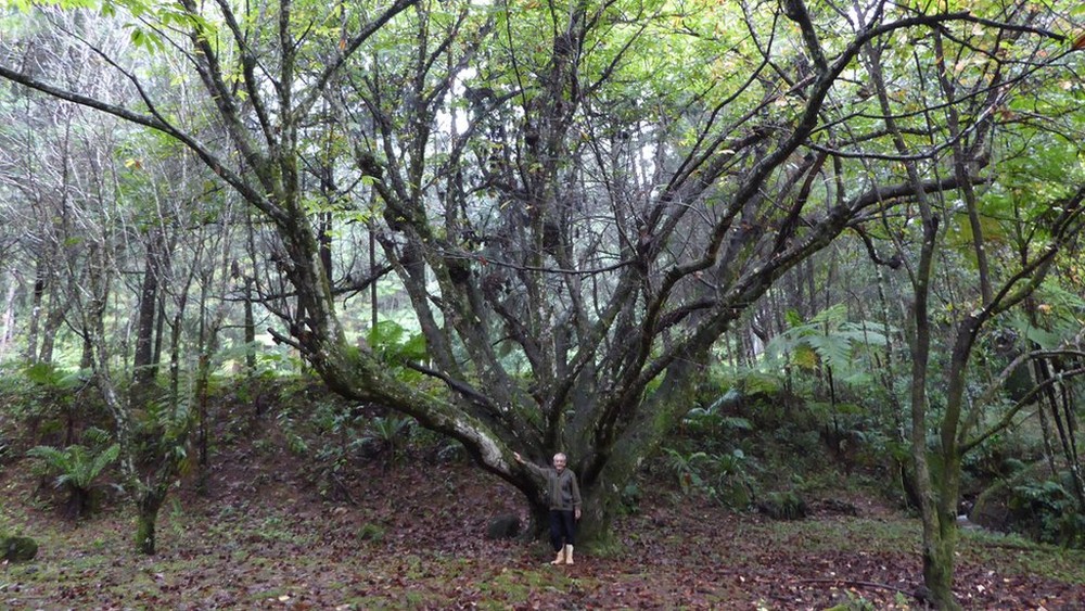psicologiasdobrasil.com.br - Antonio plantou 50.000 árvores e agora vive em sua própria floresta