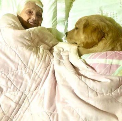 psicologiasdobrasil.com.br - Golden retriever de 5 meses se revela a melhor babá do mundo para vovó de 100 anos