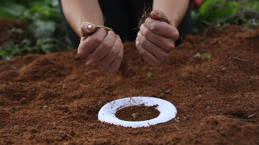 psicologiasdobrasil.com.br - Parque permite enterrar cinzas de entes queridos para que renasçam em lindas árvores