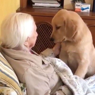 psicologiasdobrasil.com.br - Golden retriever de 5 meses se revela a melhor babá do mundo para vovó de 100 anos