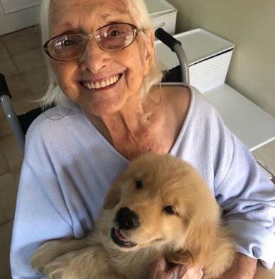 psicologiasdobrasil.com.br - Golden retriever de 5 meses se revela a melhor babá do mundo para vovó de 100 anos