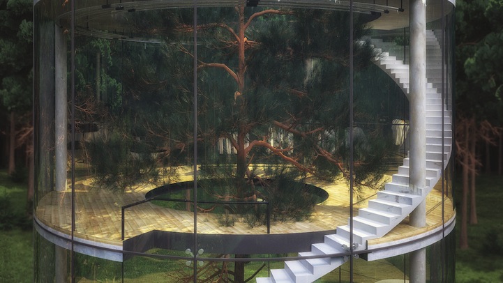 psicologiasdobrasil.com.br - Casa translúcida construída em torno de uma árvore deixa qualquer um maravilhado!
