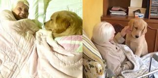 Golden retriever de 5 meses se revela a melhor babá do mundo para vovó de 100 anos