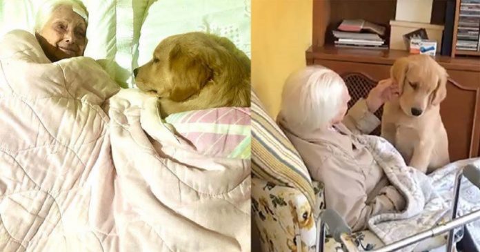 Golden retriever de 5 meses se revela a melhor babá do mundo para vovó de 100 anos