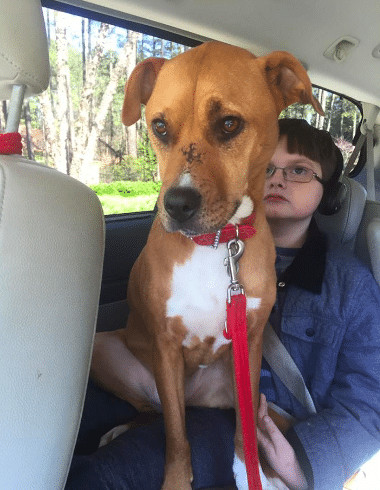 psicologiasdobrasil.com.br - Menino com autismo volta a se comunicar ap&oacute;s conhecer sua melhor amiga, uma cachorrinha resgatada