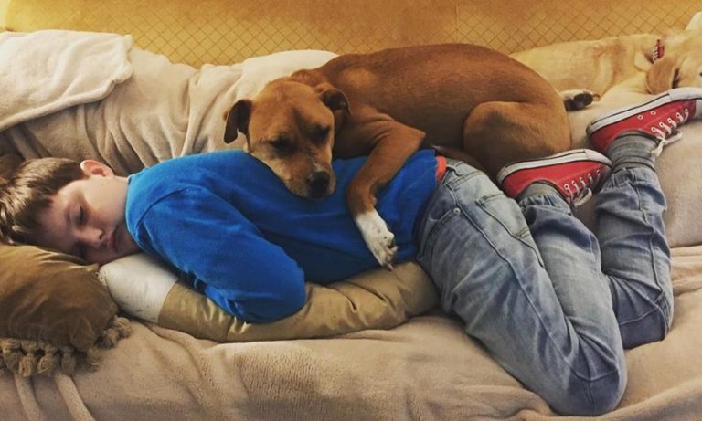 psicologiasdobrasil.com.br - Menino com autismo volta a se comunicar após conhecer sua melhor amiga, uma cachorrinha resgatada