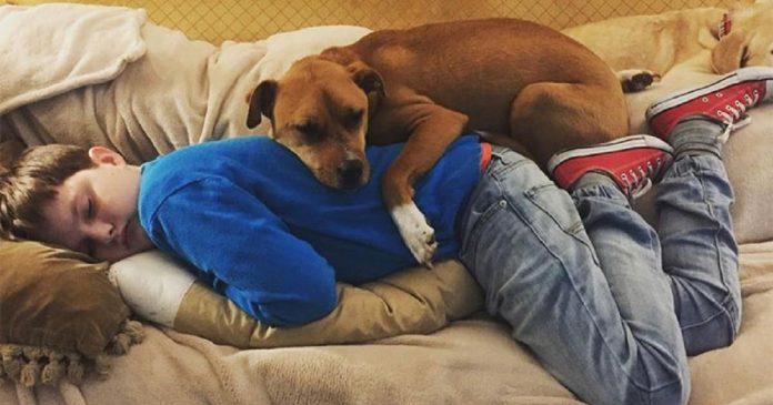 Menino com autismo volta a se comunicar após conhecer sua melhor amiga, uma cachorrinha resgatada