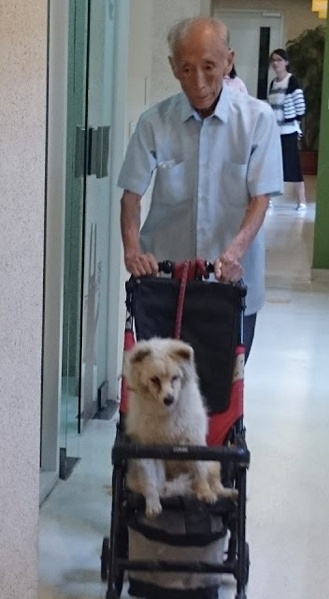 psicologiasdobrasil.com.br - Vovô leva cachorro velhinho ao veterinário em carrinho de bebê. Se apoiam em seus últimos anos