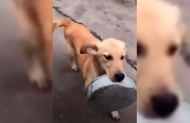 psicologiasdobrasil.com.br - Morador de rua alimenta cachorro faminto com seu último pedaço de comida