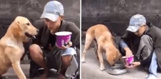 Morador de rua alimenta cachorro faminto com seu último pedaço de comida