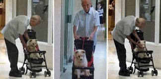 Vovô leva cachorro velhinho ao veterinário em carrinho de bebê. Se apoiam em seus últimos anos