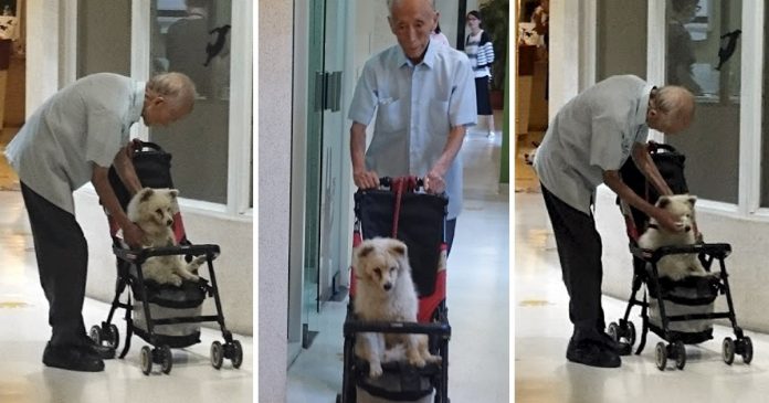 Vovô leva cachorro velhinho ao veterinário em carrinho de bebê. Se apoiam em seus últimos anos