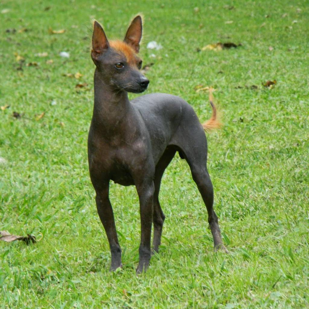 psicologiasdobrasil.com.br - Vovó humilde carrega seu velho amigo nas costas até o veterinário