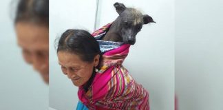Vovó humilde carrega seu velho amigo nas costas até o veterinário