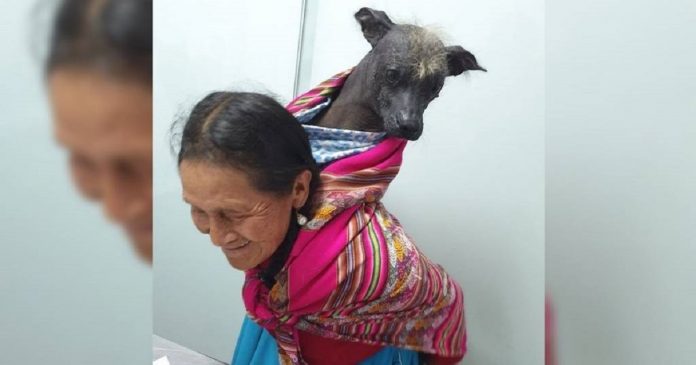 Vovó humilde carrega seu velho amigo nas costas até o veterinário