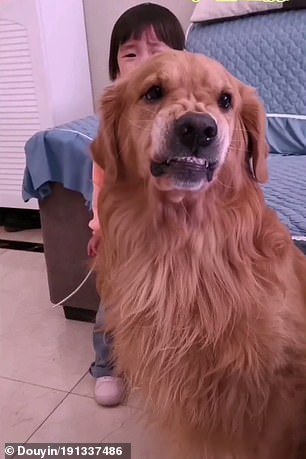 psicologiasdobrasil.com.br - Cãozinho de estimação protege menininha que estava sendo repreendida pela mãe