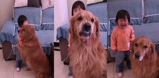 Cãozinho de estimação protege menininha que estava sendo repreendida pela mãe