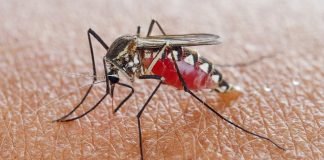 Este é o tipo de sangue que mais atrai os mosquitos. Será que é o seu?
