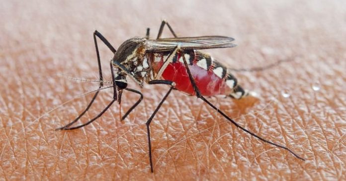 Este é o tipo de sangue que mais atrai os mosquitos. Será que é o seu?