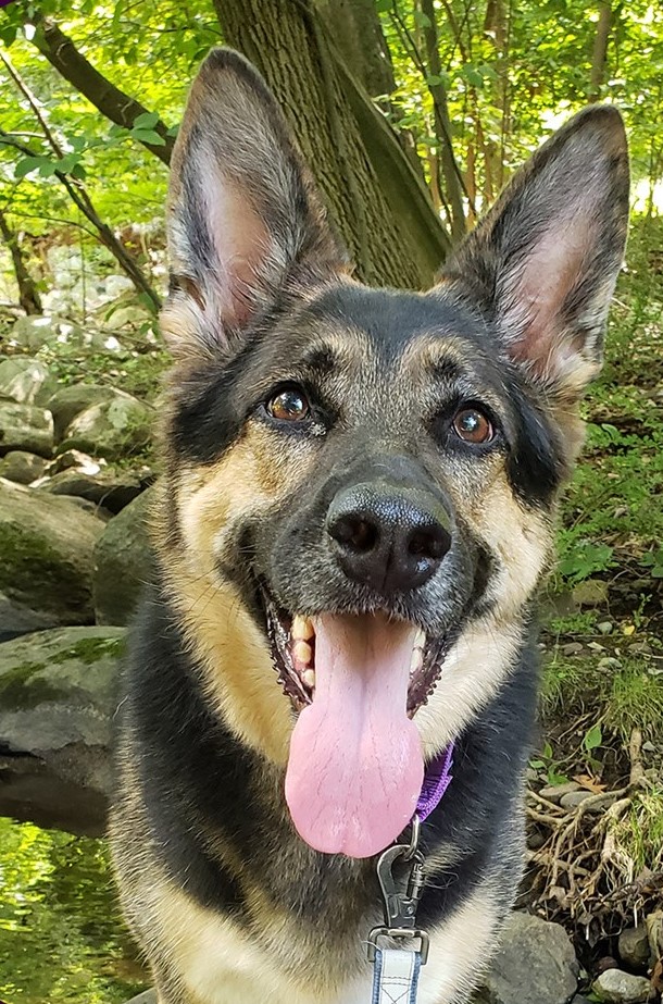 psicologiasdobrasil.com.br - Cachorra recém-adotada salva a vida do dono durante um derrame