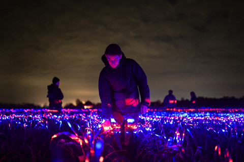 psicologiasdobrasil.com.br - Artista holandês cria show de luzes em um campo de alho-poró para comemorar a safra