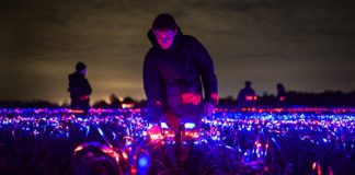 Artista holandês cria show de luzes em um campo de alho-poró para comemorar a safra