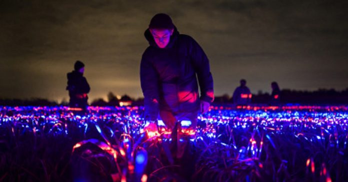 Artista holandês cria show de luzes em um campo de alho-poró para comemorar a safra