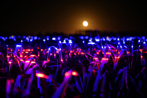 psicologiasdobrasil.com.br - Artista holandês cria show de luzes em um campo de alho-poró para comemorar a safra