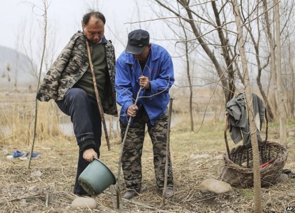 psicologiasdobrasil.com.br - Homem cego e seu amigo sem braços plantaram 10.000 árvores na China em 10 anos