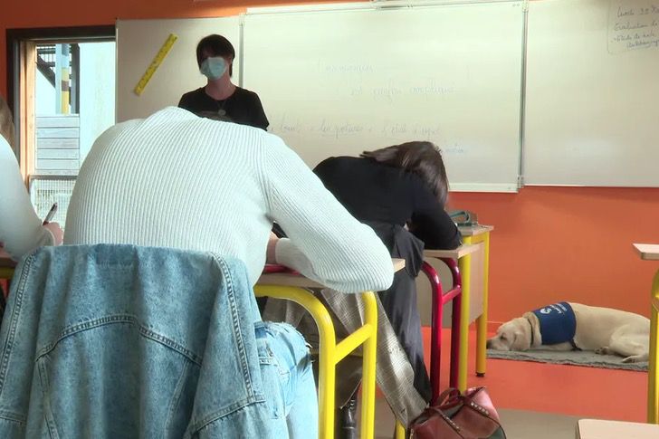psicologiasdobrasil.com.br - Escola na França adota labrador para acalmar a ansiedade dos alunos
