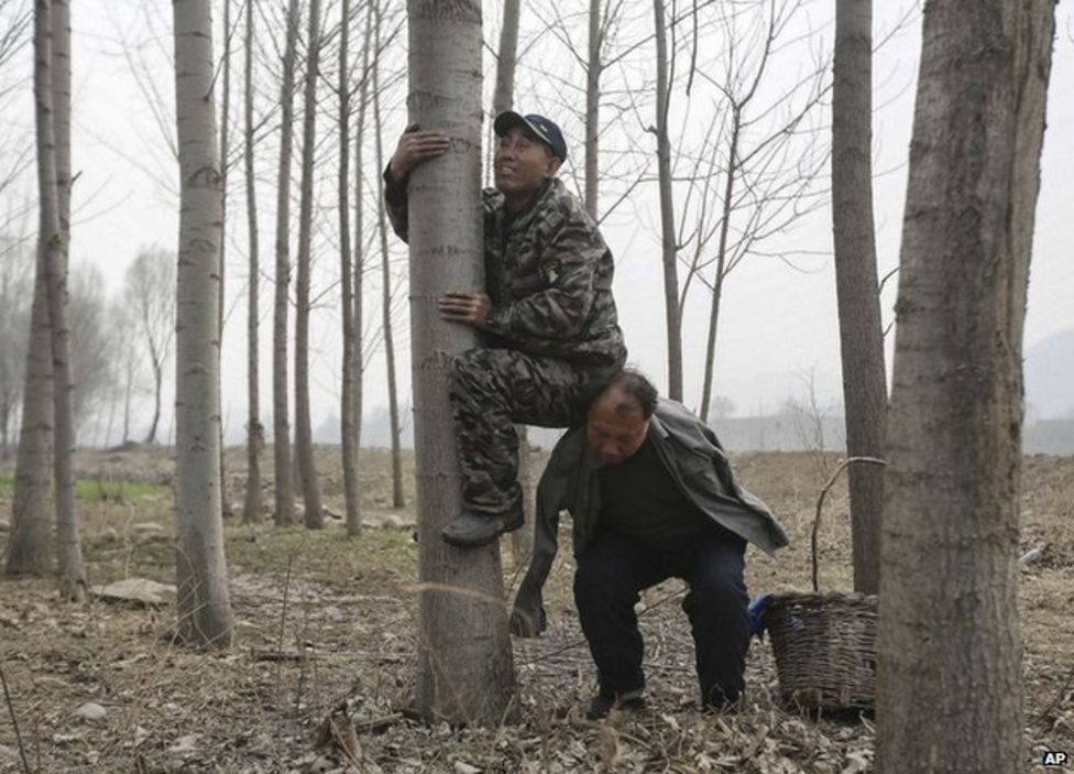 psicologiasdobrasil.com.br - Homem cego e seu amigo sem braços plantaram 10.000 árvores na China em 10 anos