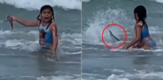 Garotinha de 6 anos se depara com tubarão ao entrar no mar e escapa