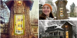 Mulher transforma árvore morta de 110 anos em biblioteca mágica