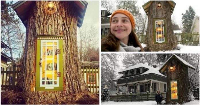 Mulher transforma árvore morta de 110 anos em biblioteca mágica