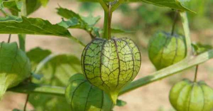 Conheça a planta que ajuda na recuperação de Alzheimer e Parkinson