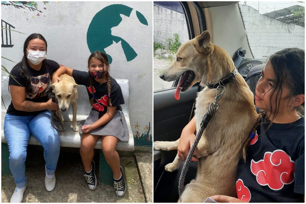 contioutra.com - Cão que ficou em frente a hospital esperando dono falecido reencontra antiga família