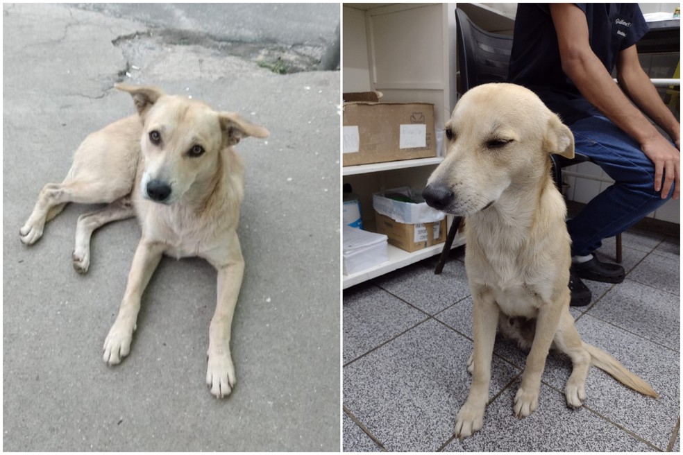 Cão que ficou em frente a hospital esperando dono falecido reencontra antiga família contioutra.com - Cão que ficou em frente a hospital esperando dono falecido reencontra antiga família