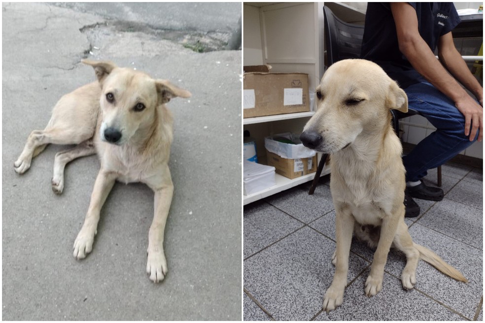 contioutra.com - Cão que ficou em frente a hospital esperando dono falecido reencontra antiga família