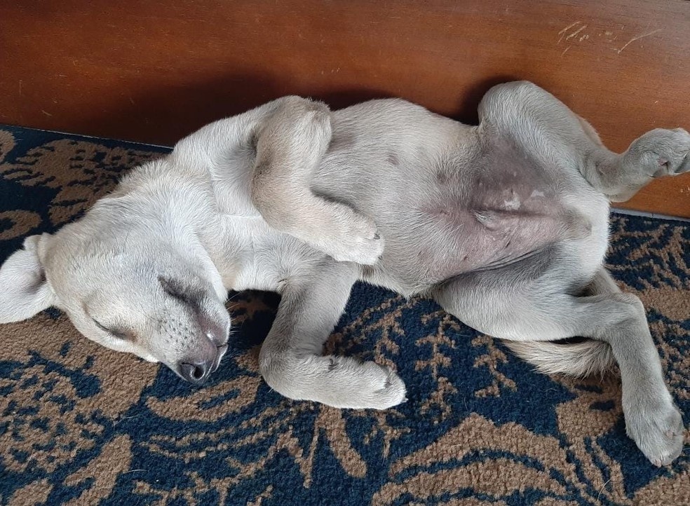 Cão que ficou em frente a hospital esperando dono falecido reencontra antiga família contioutra.com - Cão que ficou em frente a hospital esperando dono falecido reencontra antiga família