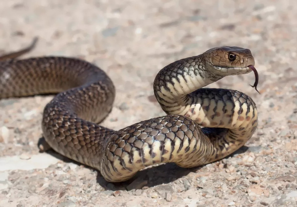 psicologiasdobrasil.com.br - Garotinha de 2 anos abate cobra com os dentes após ser mordida pelo animal