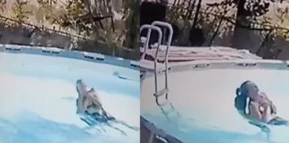 Garoto de 10 anos salva a mãe durante convulsão na piscina; veja o vídeo!