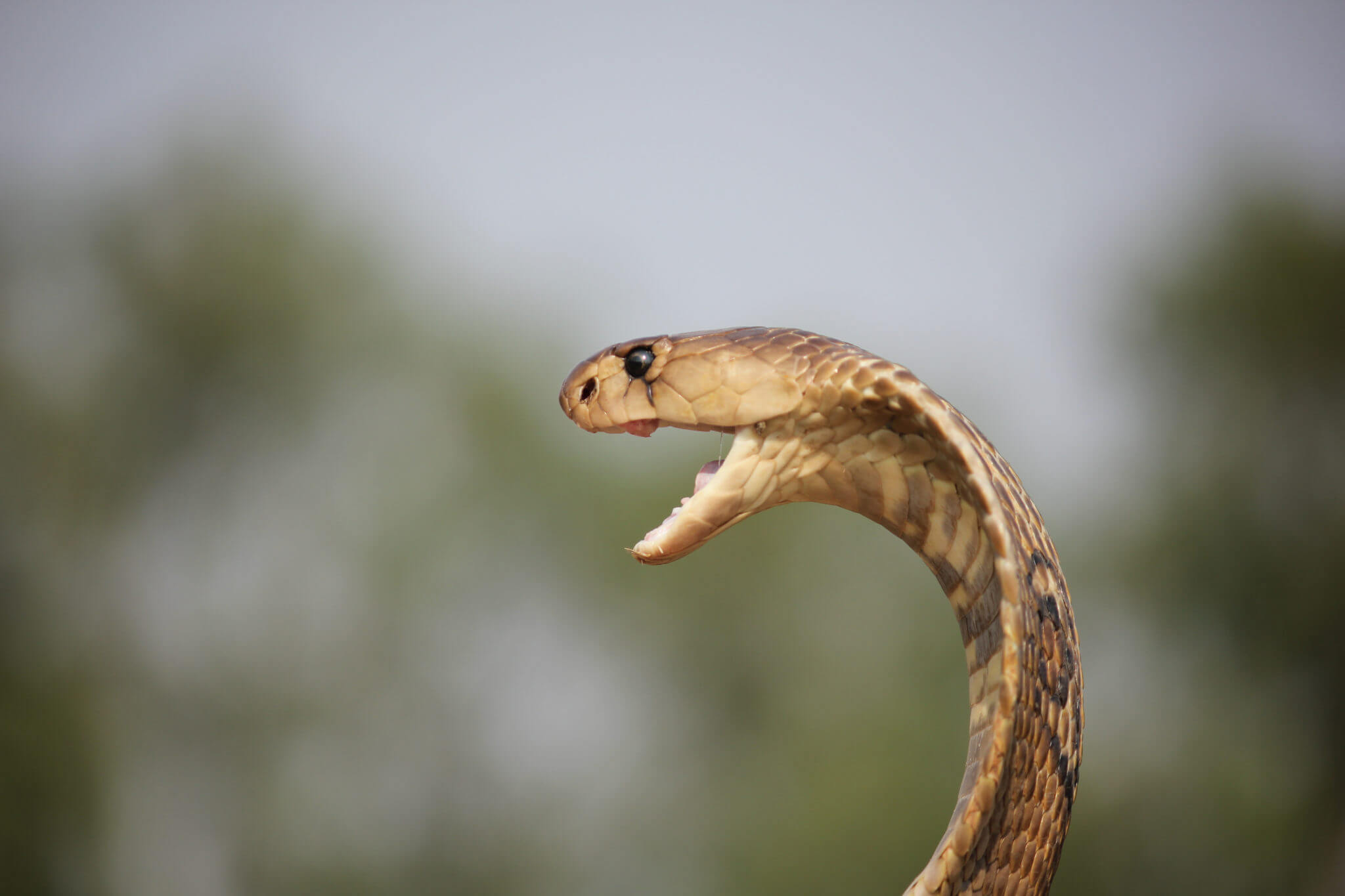 psicologiasdobrasil.com.br - Cobra venenosa morre depois de ser mordida por menino de 8 anos