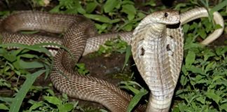 Cobra venenosa morre depois de ser mordida por menino de 8 anos