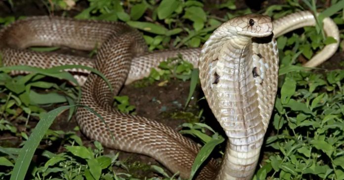 Cobra venenosa morre depois de ser mordida por menino de 8 anos