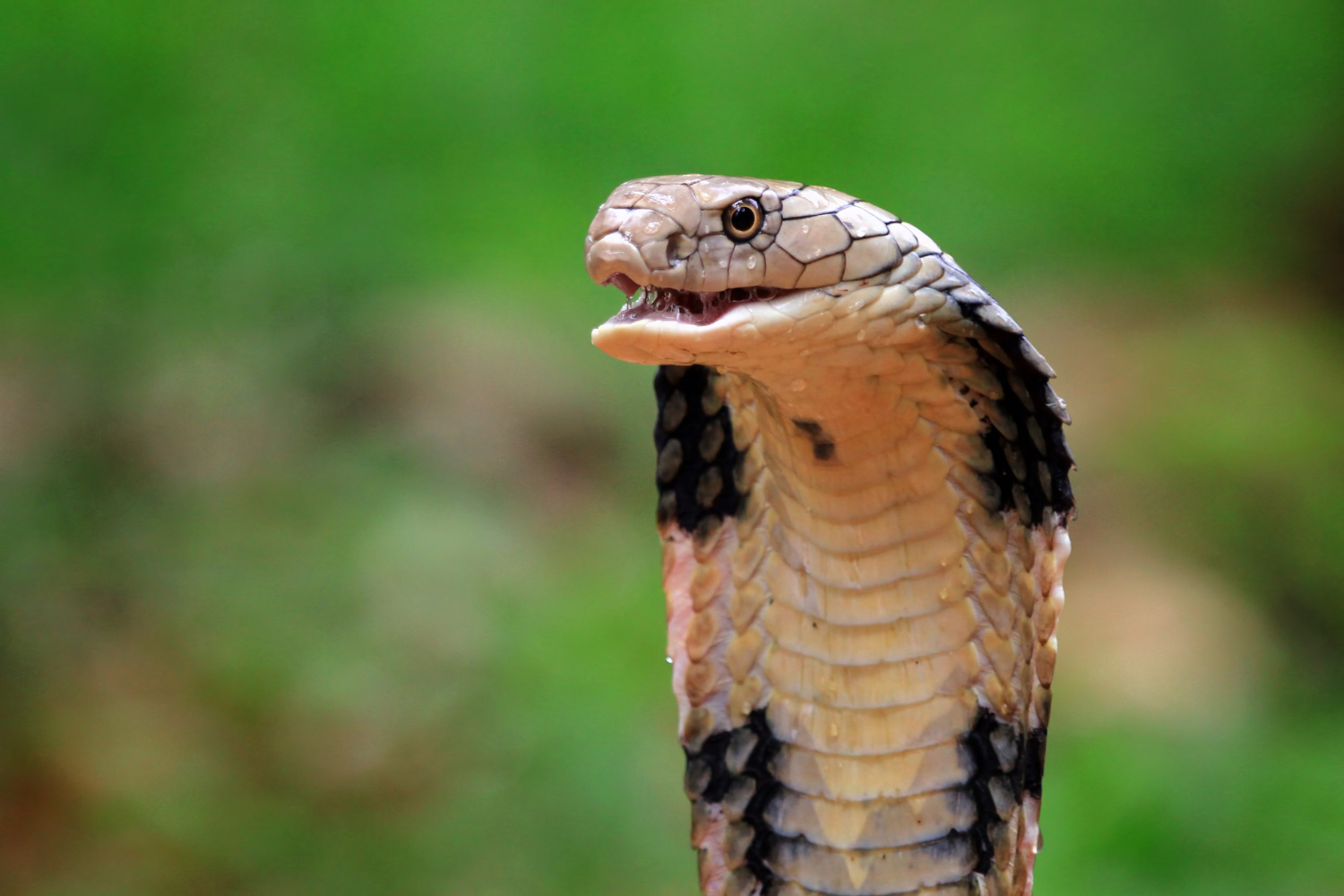 psicologiasdobrasil.com.br - Cobra venenosa morre depois de ser mordida por menino de 8 anos