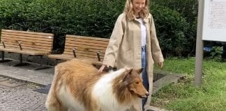 Homem que pagou R$ 72 mil em fantasia realista de cachorro faz primeiro passeio na rua; assista
