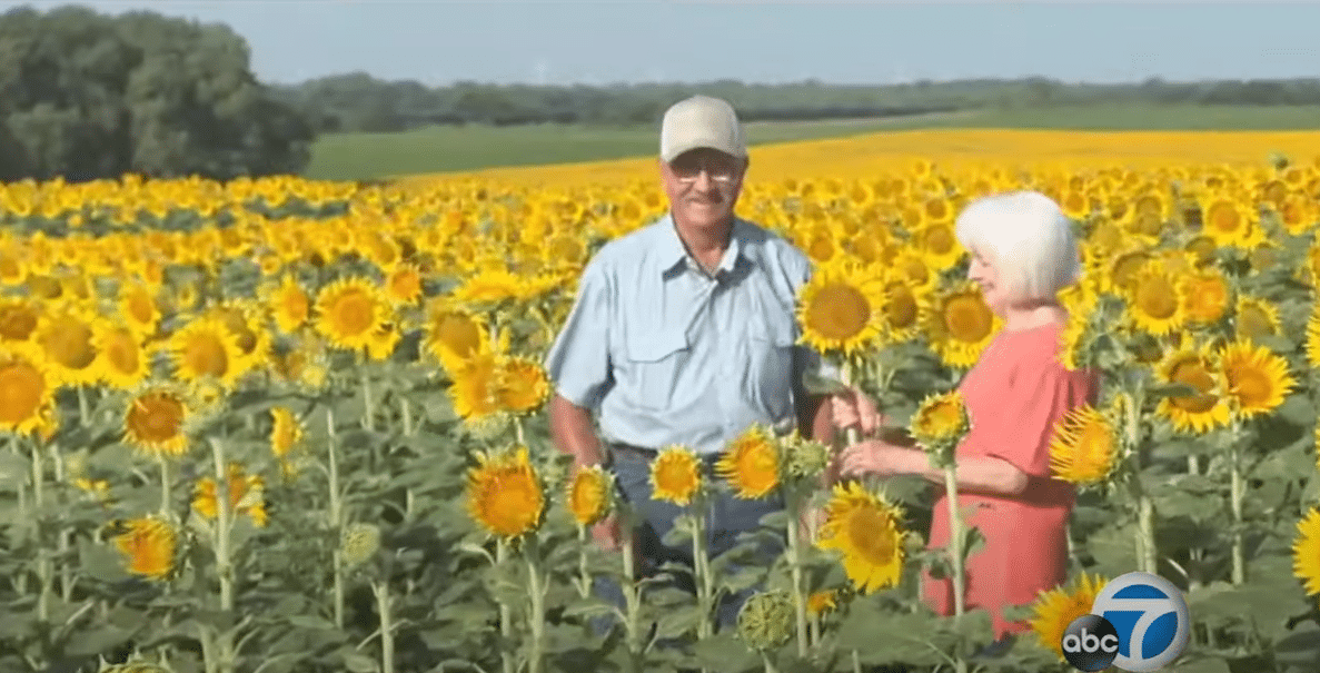 psicologiasdobrasil.com.br - Homem planta secretamente 1,2 milhão de girassóis para comemorar 50 anos de casamento  Kelsey Bjork