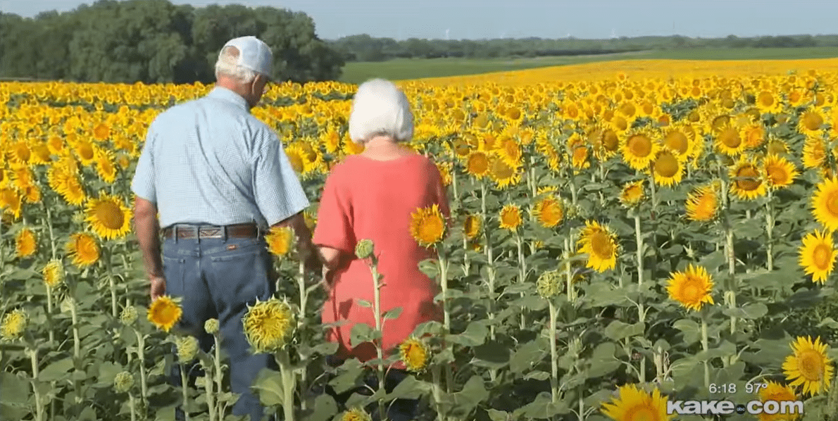 psicologiasdobrasil.com.br - Homem planta secretamente 1,2 milhão de girassóis para comemorar 50 anos de casamento  Kelsey Bjork