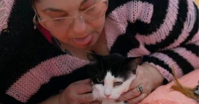 Dona de cinco gatos diz ser viciada em comer bolas de pelos de seus animais